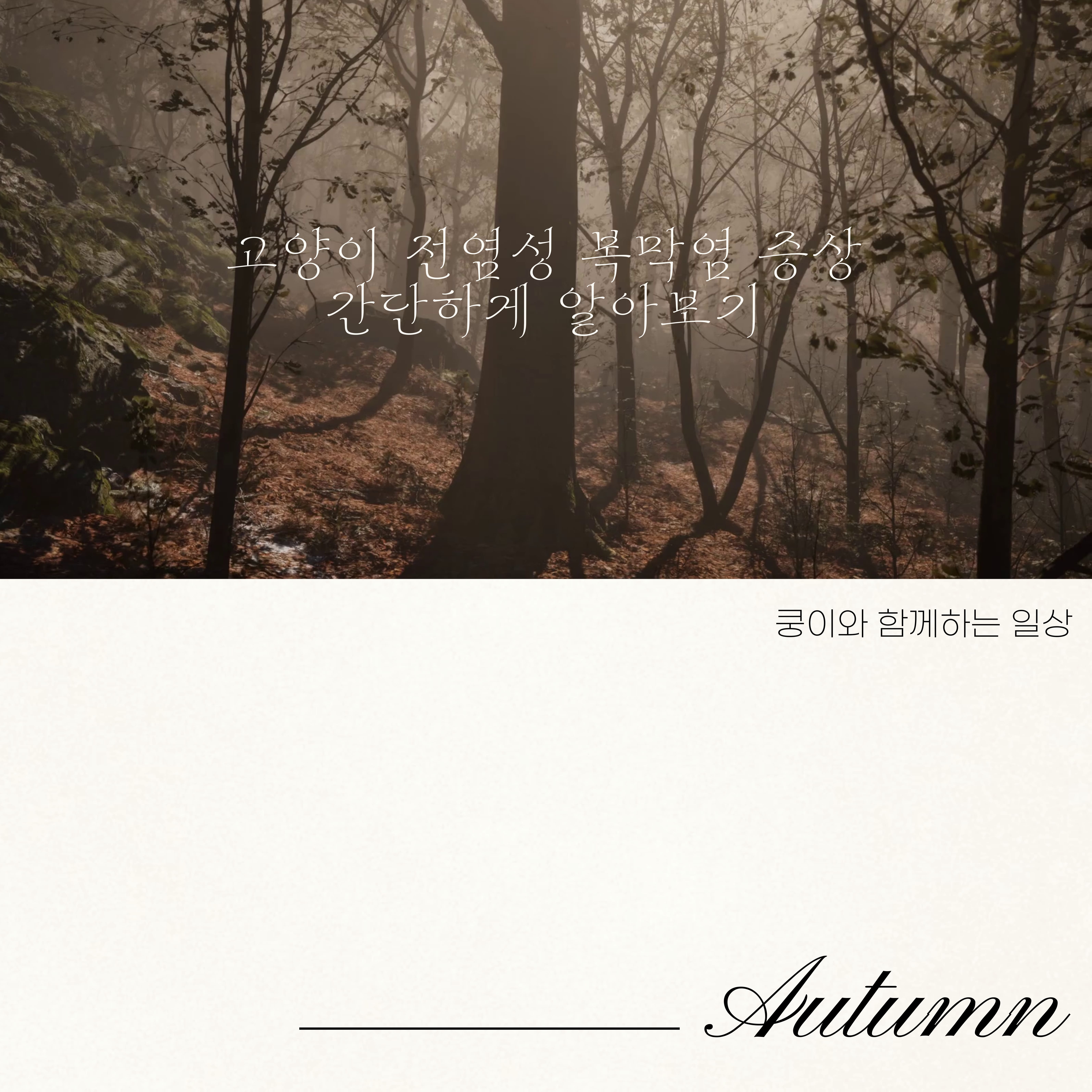 고양이 전염성 복막염 증상 간단하게 알아보기