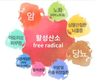 노화의 주범 활성산소