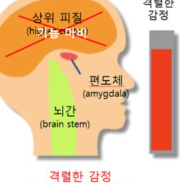 분노를 느끼는 뇌의 구조