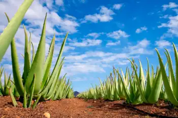 알로에 효능 및 영양성분&amp;#44; 주의점