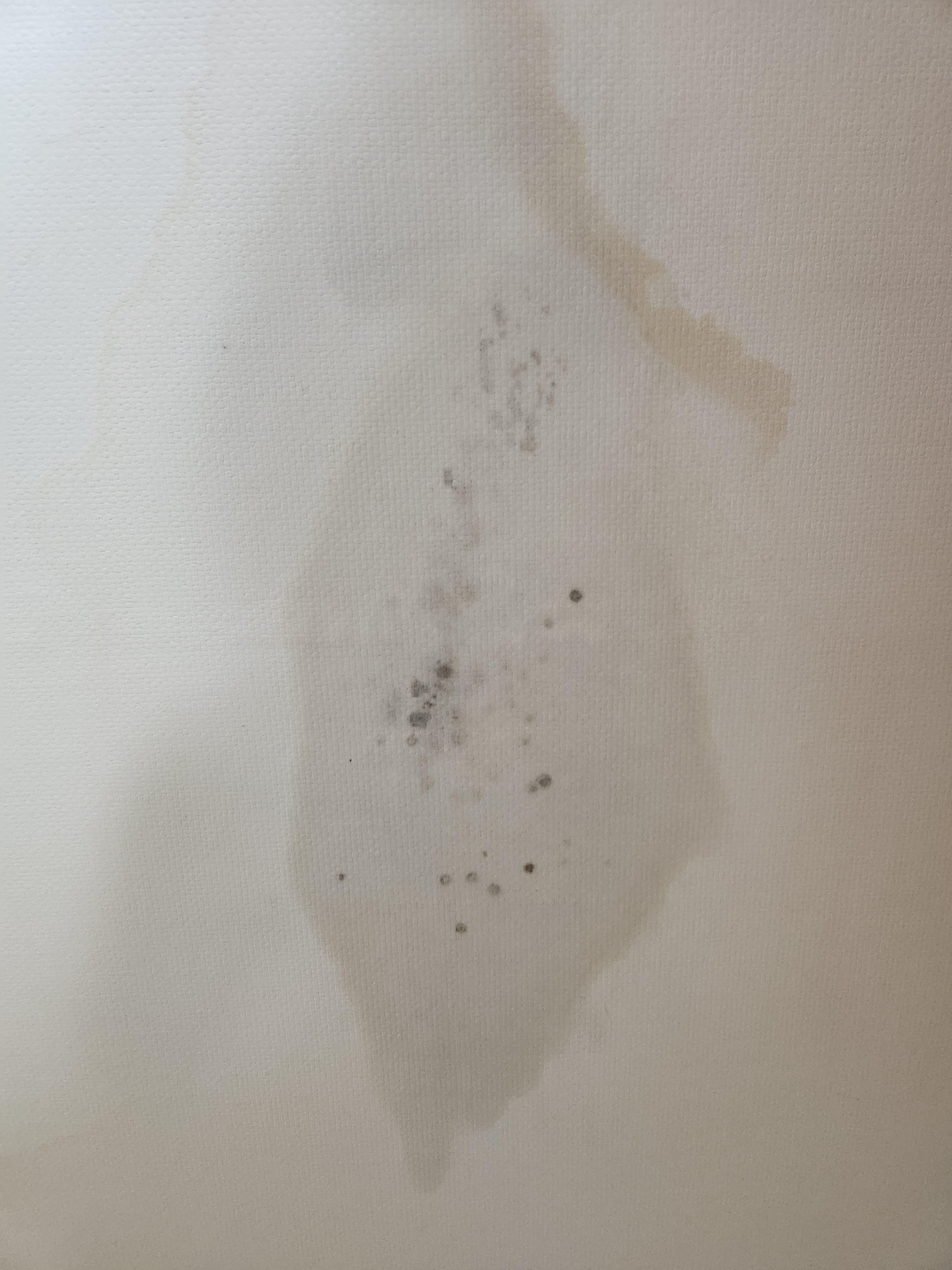 벽지 곰팡이 제거 후기