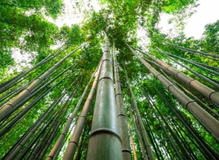 혼잡 피해 떠나는 여행-담양 죽녹원 대나무숲