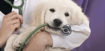 반려동물 건강 위한 최신 연구 동향 소개_14