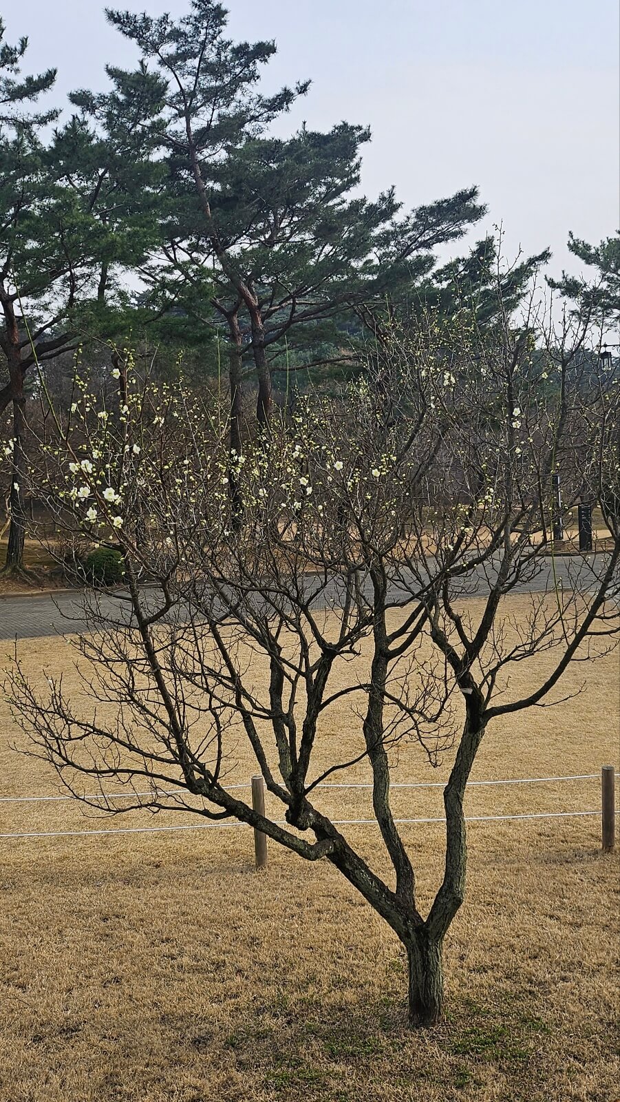 아산 현충사 홍매화 꽃구경