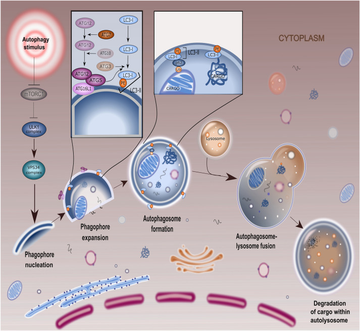 단식 세포 재생 효과