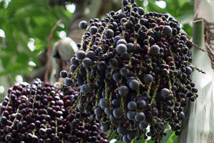 아사이베리 효능05