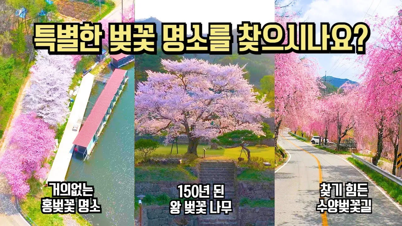 벚꽃 명소 추천 축제 유명한곳_1