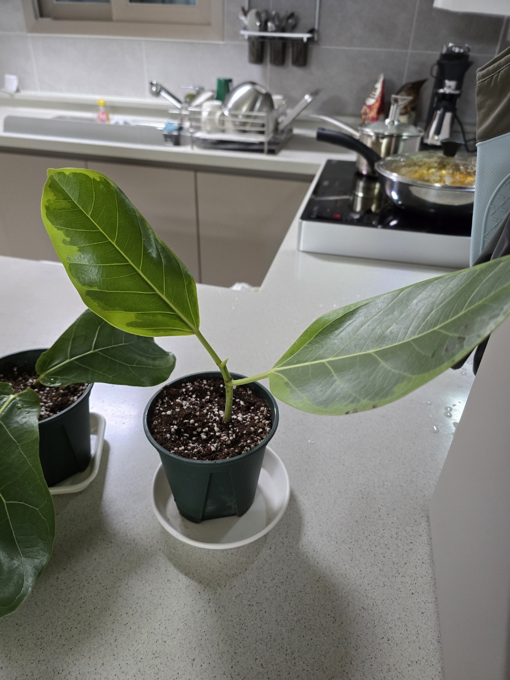 화분에 심은 뱅갈고무나무