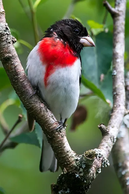 붉은가슴울새 영국 겨울 새 특징 매력 이미지_1