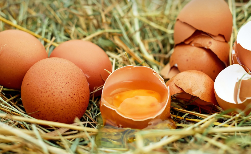 계란의 모습