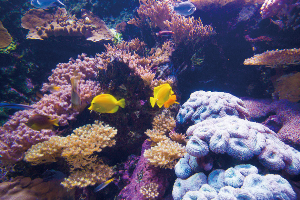 괌 여행 추천 괌 언더 워터 월드