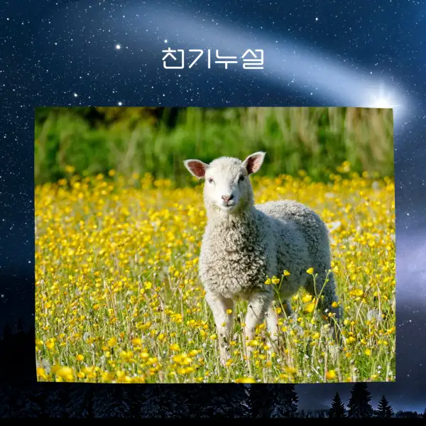 양이 나오는 꿈해몽