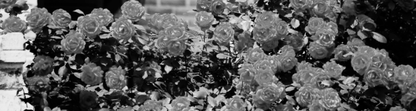 장미 삽목시기: 3월, 4월, 5월