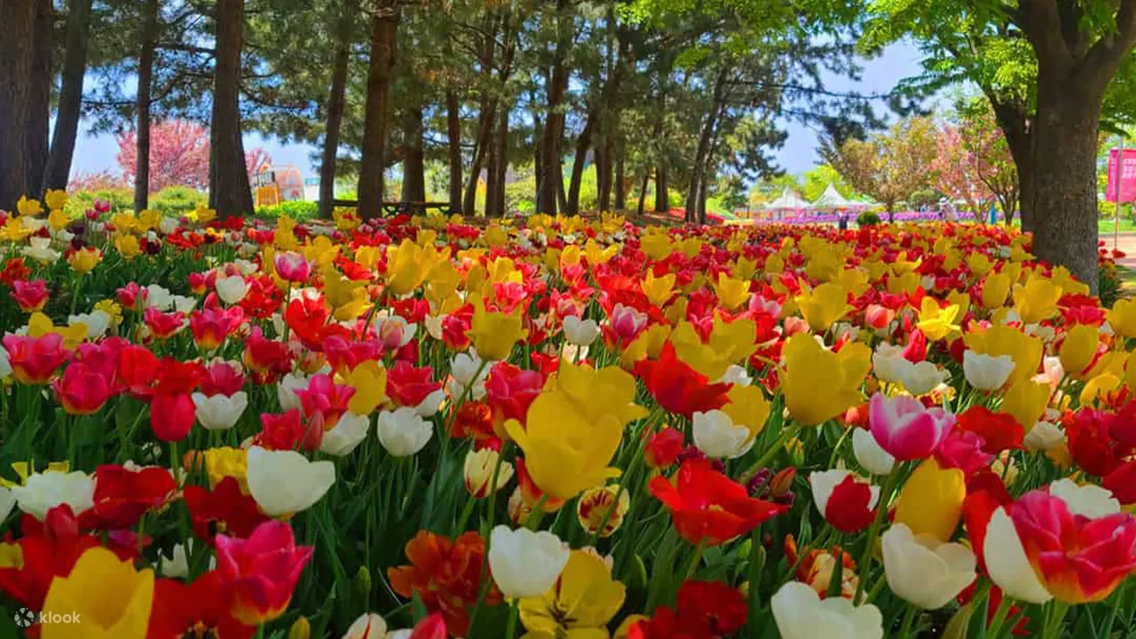 태안 코리아플라워파크 튤립 축제 형형색색 튤립 군락