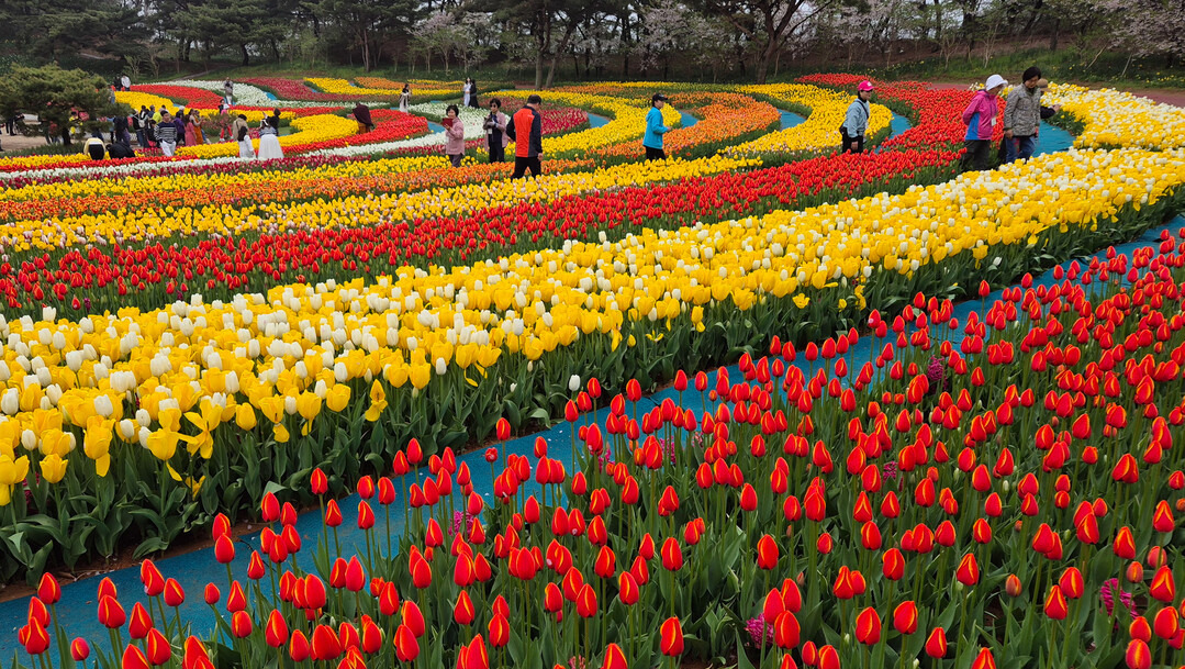태안 튤립축제
