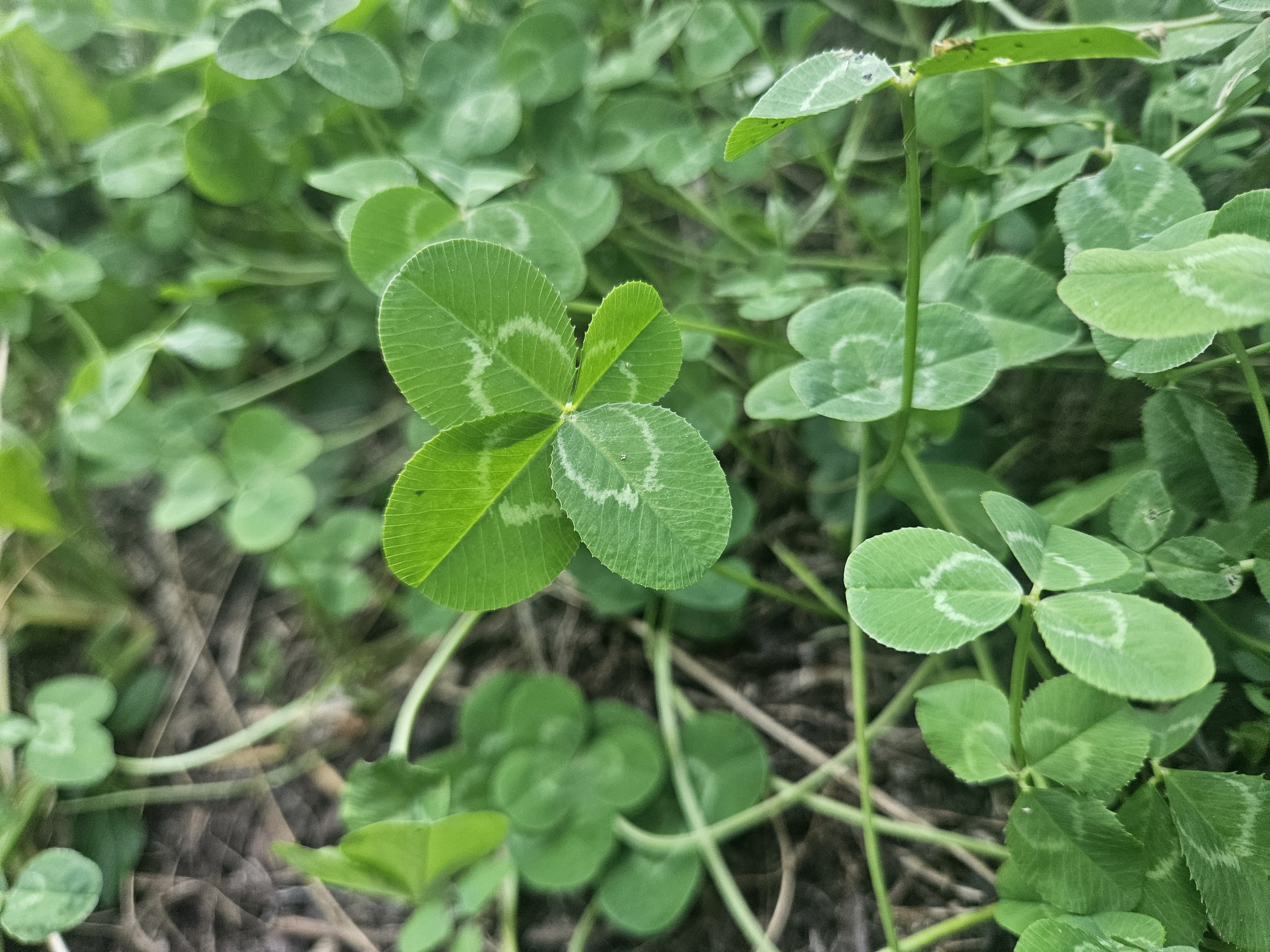 네잎클로버와 다섯잎 클로버 의미와 차이 &ndash; 행운의 상징 이야기 관련 사진