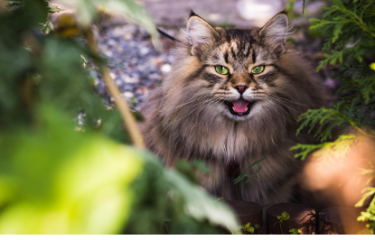고양이 사료 자주 묻는 질문 관련 사진