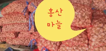 홍산마늘 효능 수확시기 재배법 주아 정리 정보_17