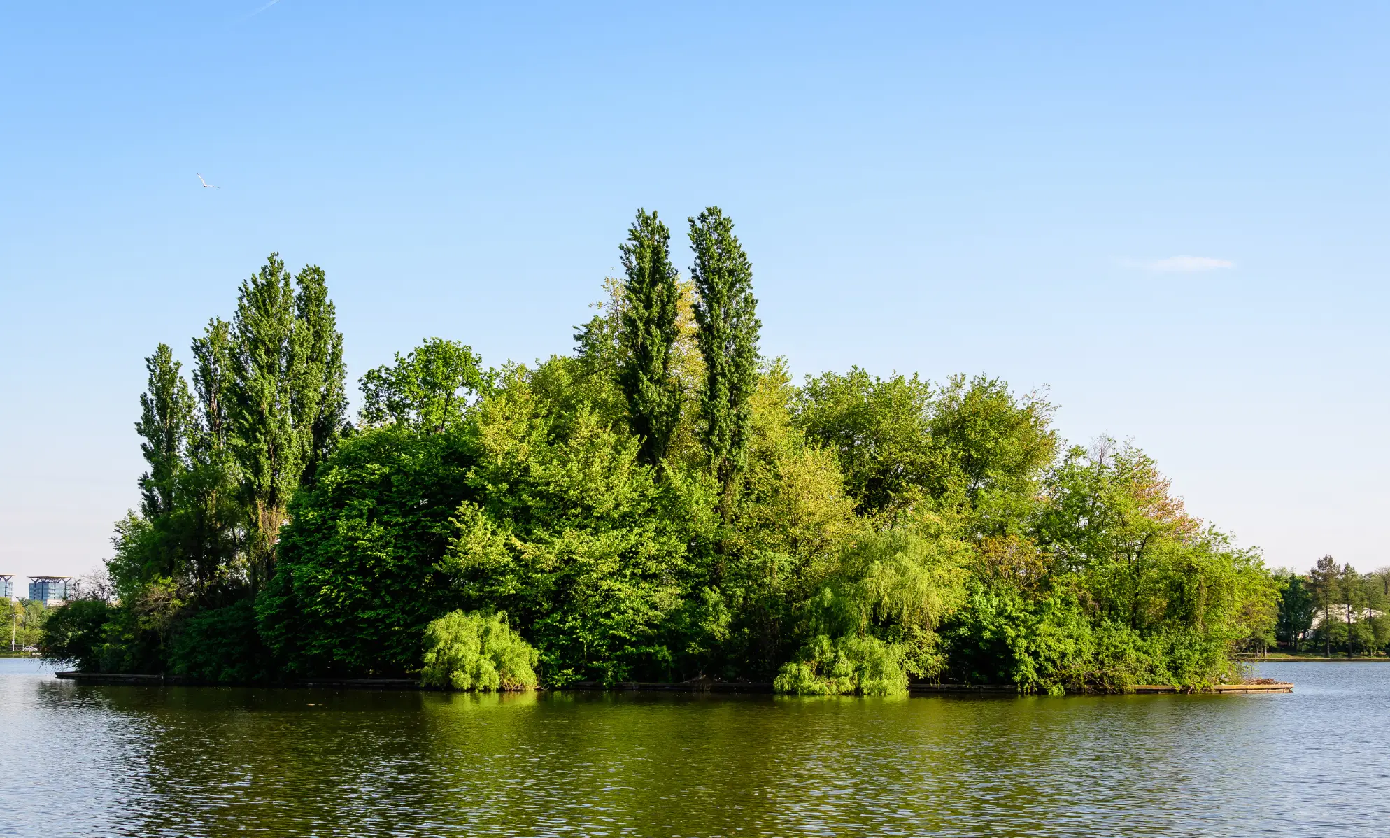 맹그로브-숲이-있는-강