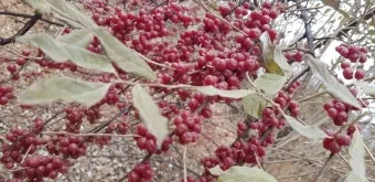 보리수나무 재배 전정 관리 착과 유도 열매 활용_4