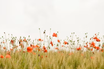 국민연금 유족연금 수령조건 국민연금 유족연금비율 수령액