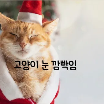 고양이 눈 깜박거리는 이유, 의미_33