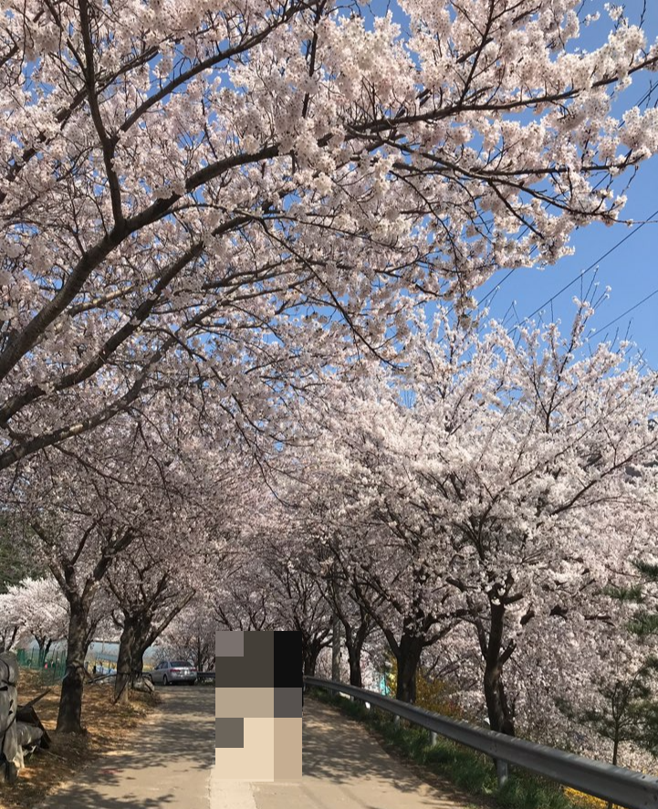 홍성 광천 오서산 벚꽃길 주차 팁 등산 코스 안내