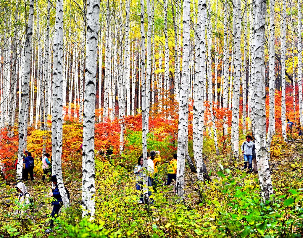 강원도 인제 자작나무숲 관련 사진