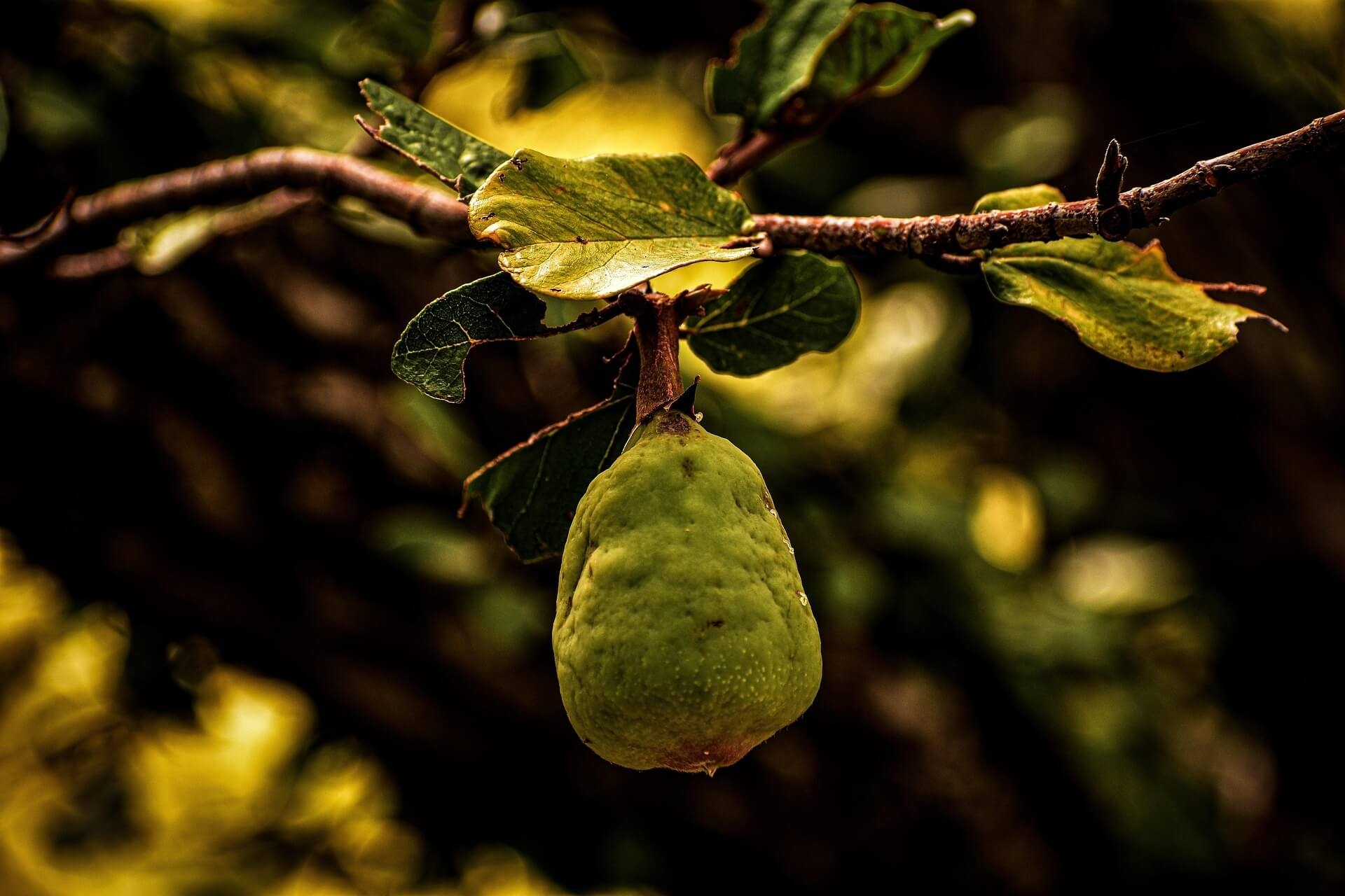 처음보다 좋아진 상태를 유지하는 데 걸린 초소형 생태계 복원 프로젝트 시간 관찰기