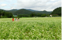 동백여행사 봉평 꽃 축제
