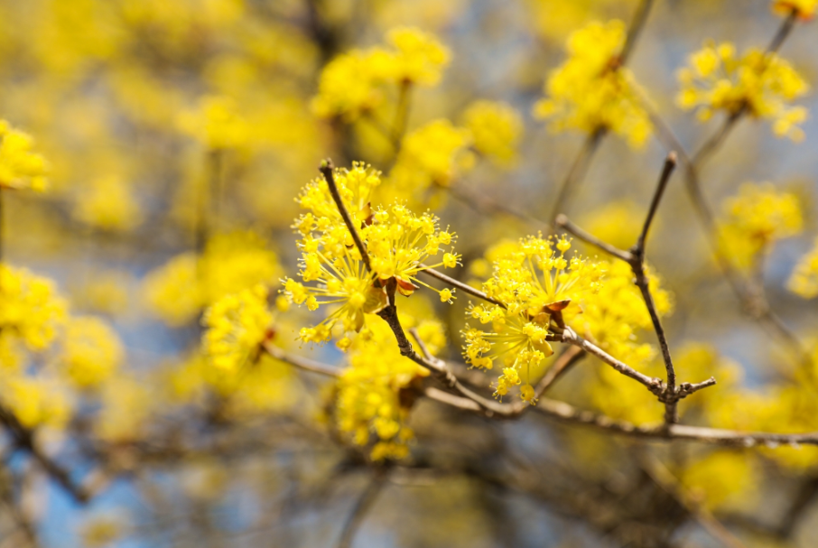 이천백사 산수유