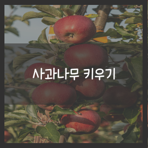 사과나무 키우기