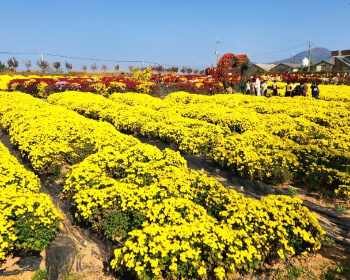 서산 국화축제_5