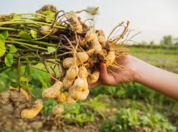 땅콩 효능 및 영양성분&amp;#44; 부작용