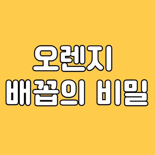 오렌지고르는법 과 배꼽의 비밀