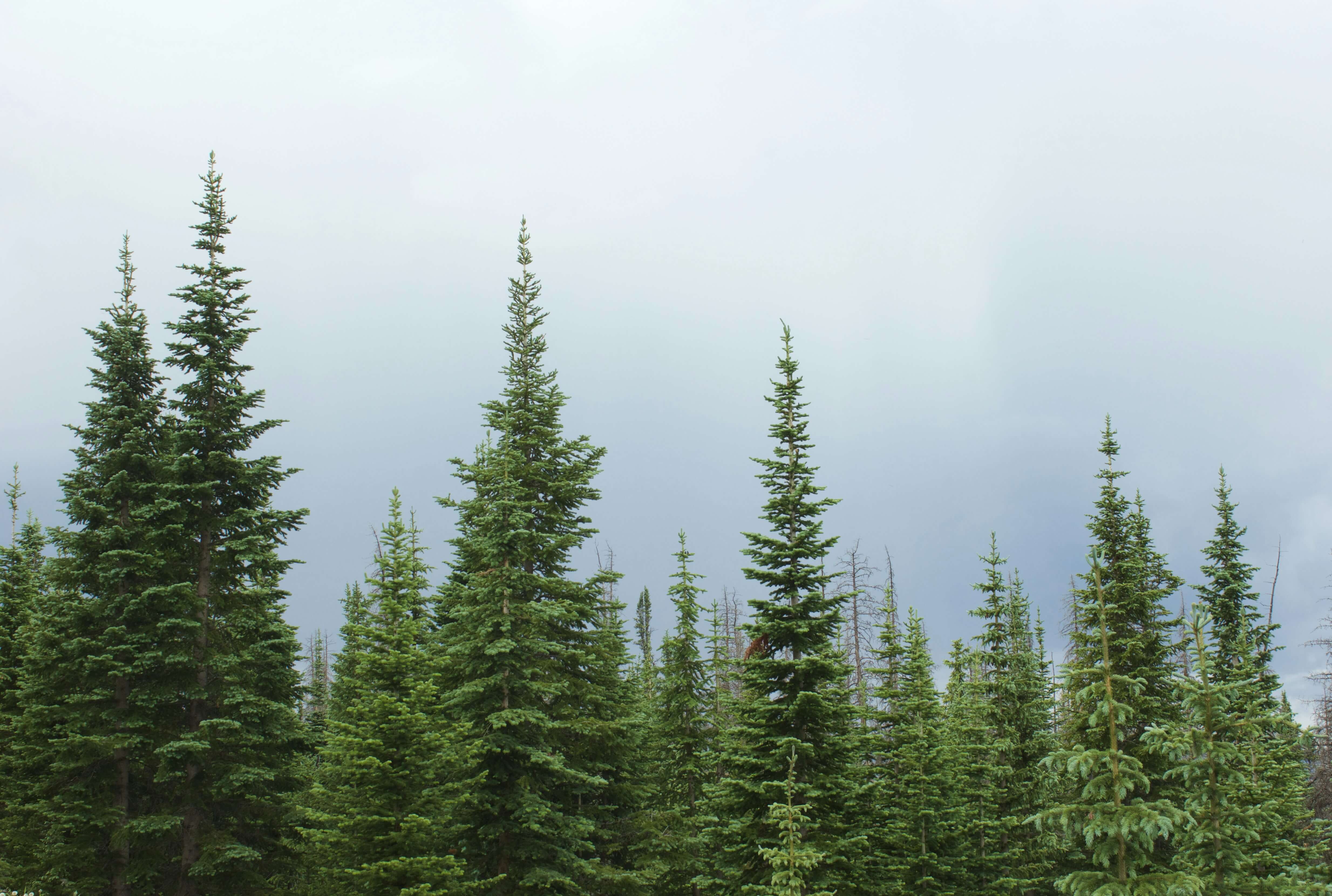 봄, 환절기 꽃가루의 습격! 꽃가루 알레르기 대응 전략