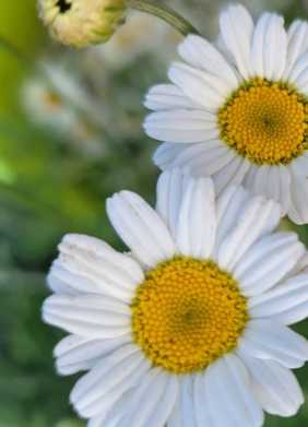 날파리 모기퇴치 식물