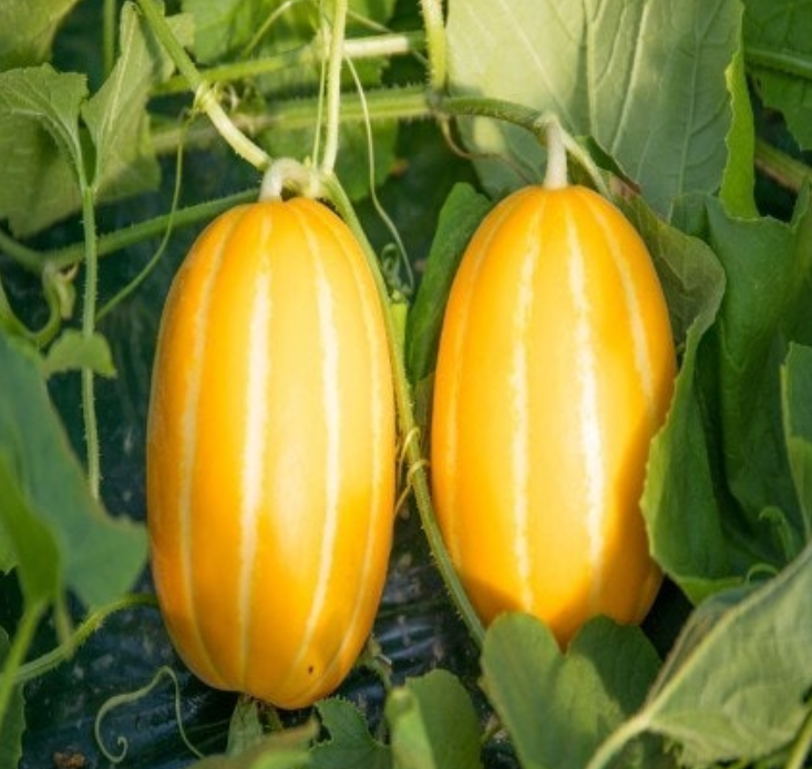 참외-효능-부작용-하루-섭취량-관련-사진