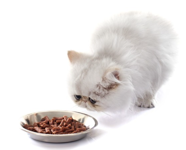 고양이 음식을 먹는 이국적인 음식.