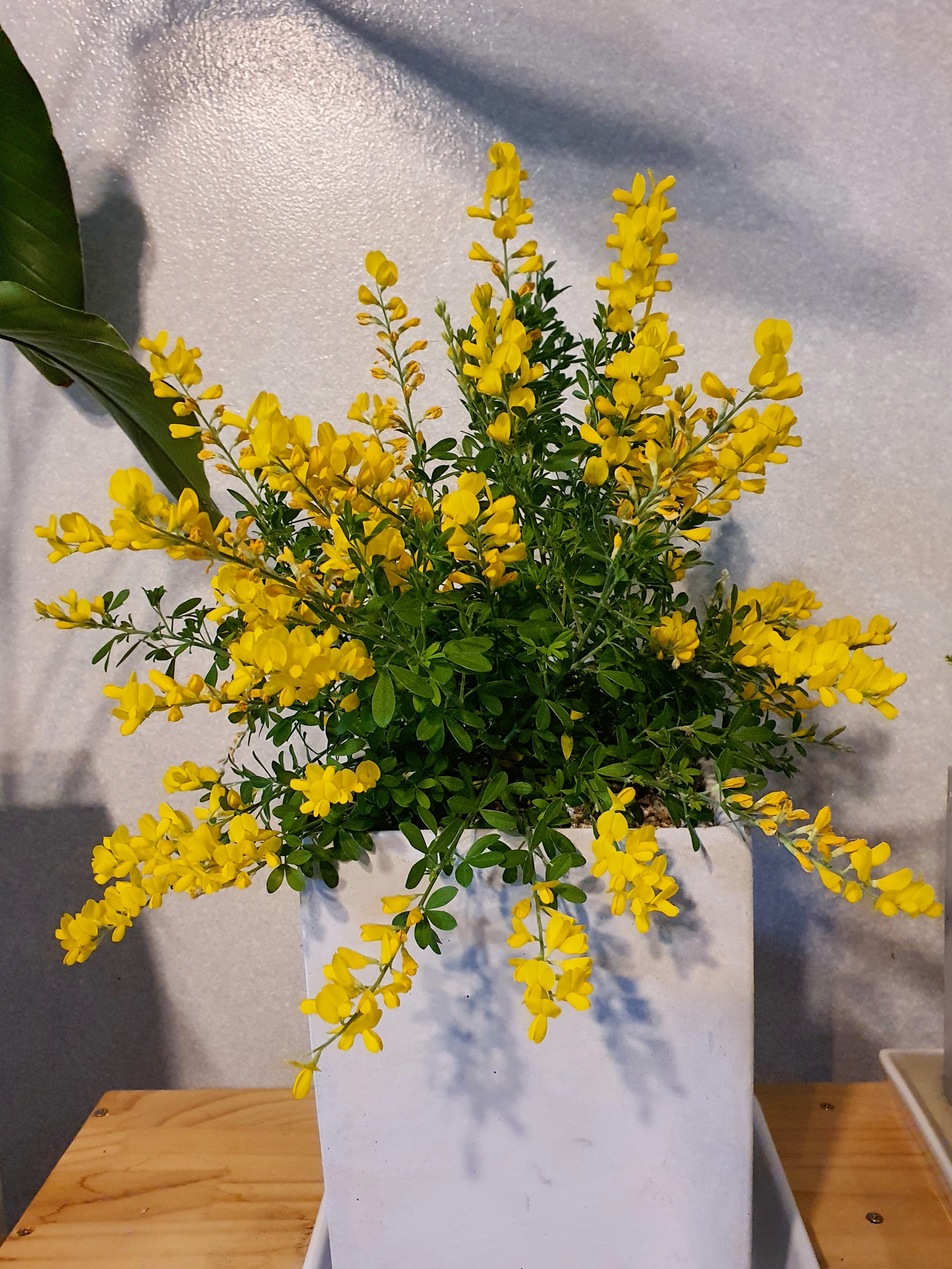 애니시다-2021.03.20.