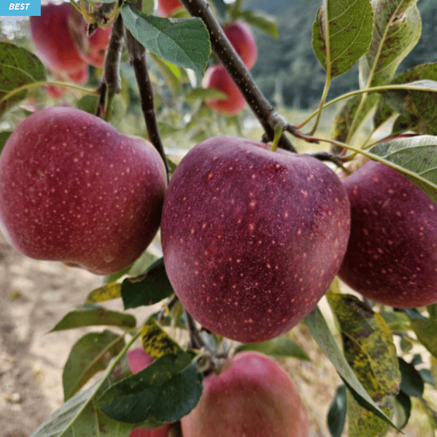 감홍사과 추천 순위 TOP 5(24년 11월) – 네이버, 쿠팡 인기 판매 제품 비교