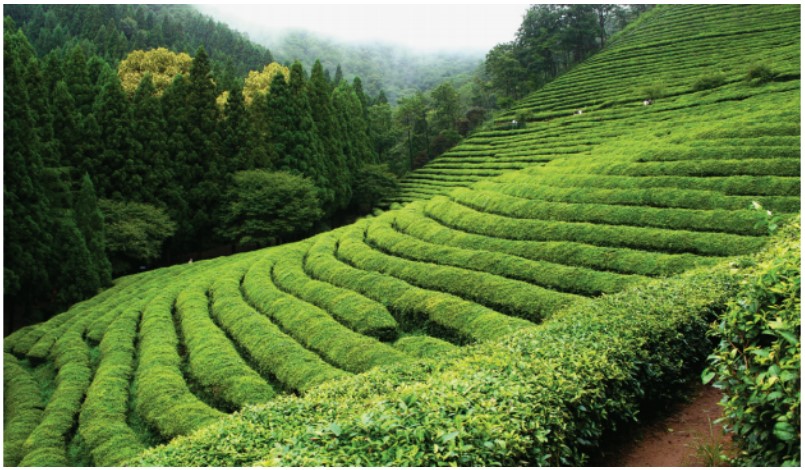 tea Plantations-Boseong-korea