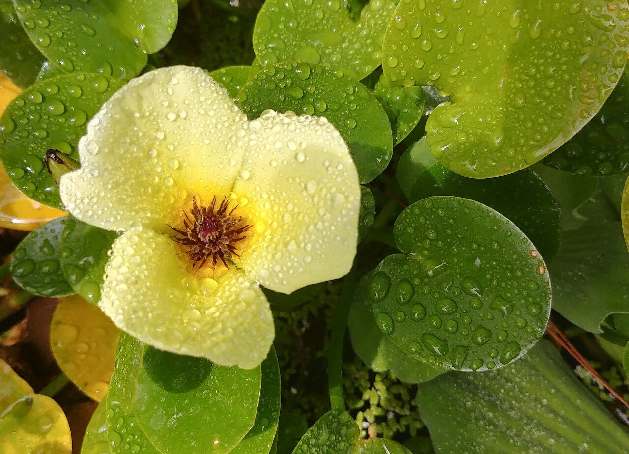 1월 9일 탄생화 노랑 제비꽃 꽃말 수줍은 사랑