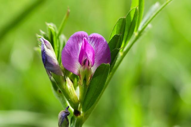 강릉 삼척 바다열차 운행시간표 운임 요금 노선도