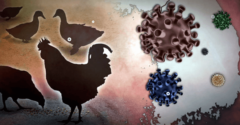 조류인플루엔자