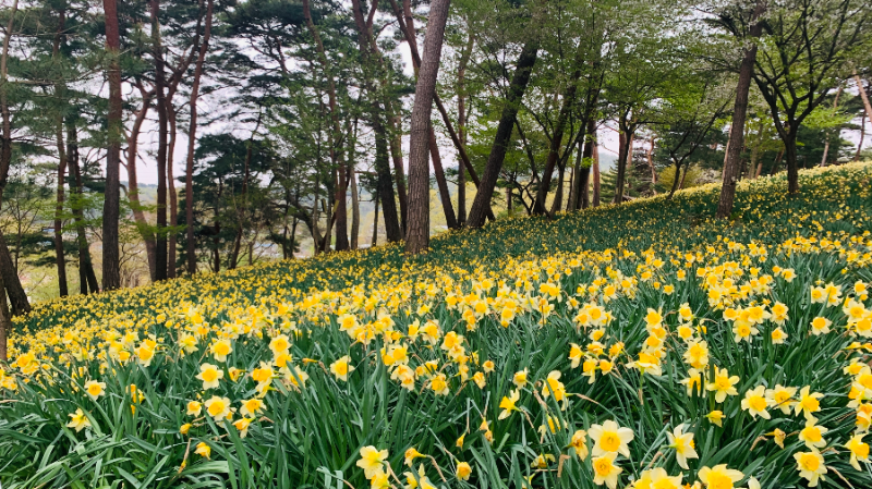 유기방 가옥-수선화 감상2
