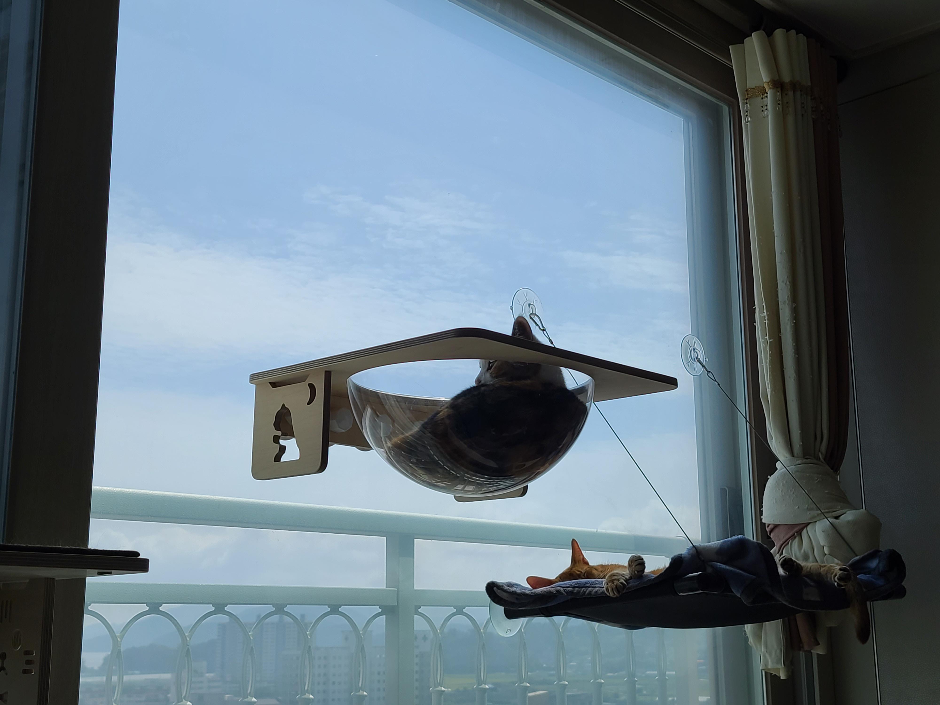 캣볼에서 여유롭게 창밖풍경 바라보는 고양이 (feat. 눌려진 핑크젤리)