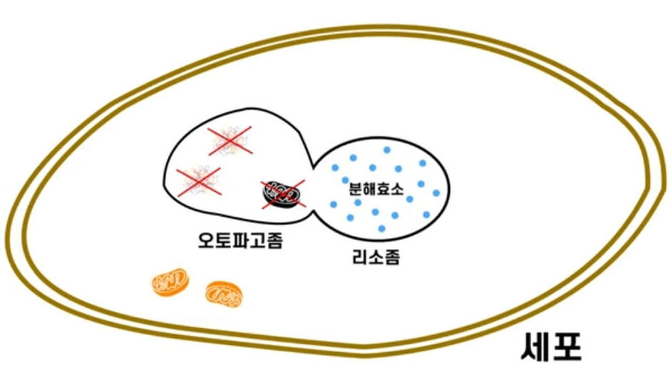 손상된 단백질과 합체하는 과정(오포파고좀 그림) 