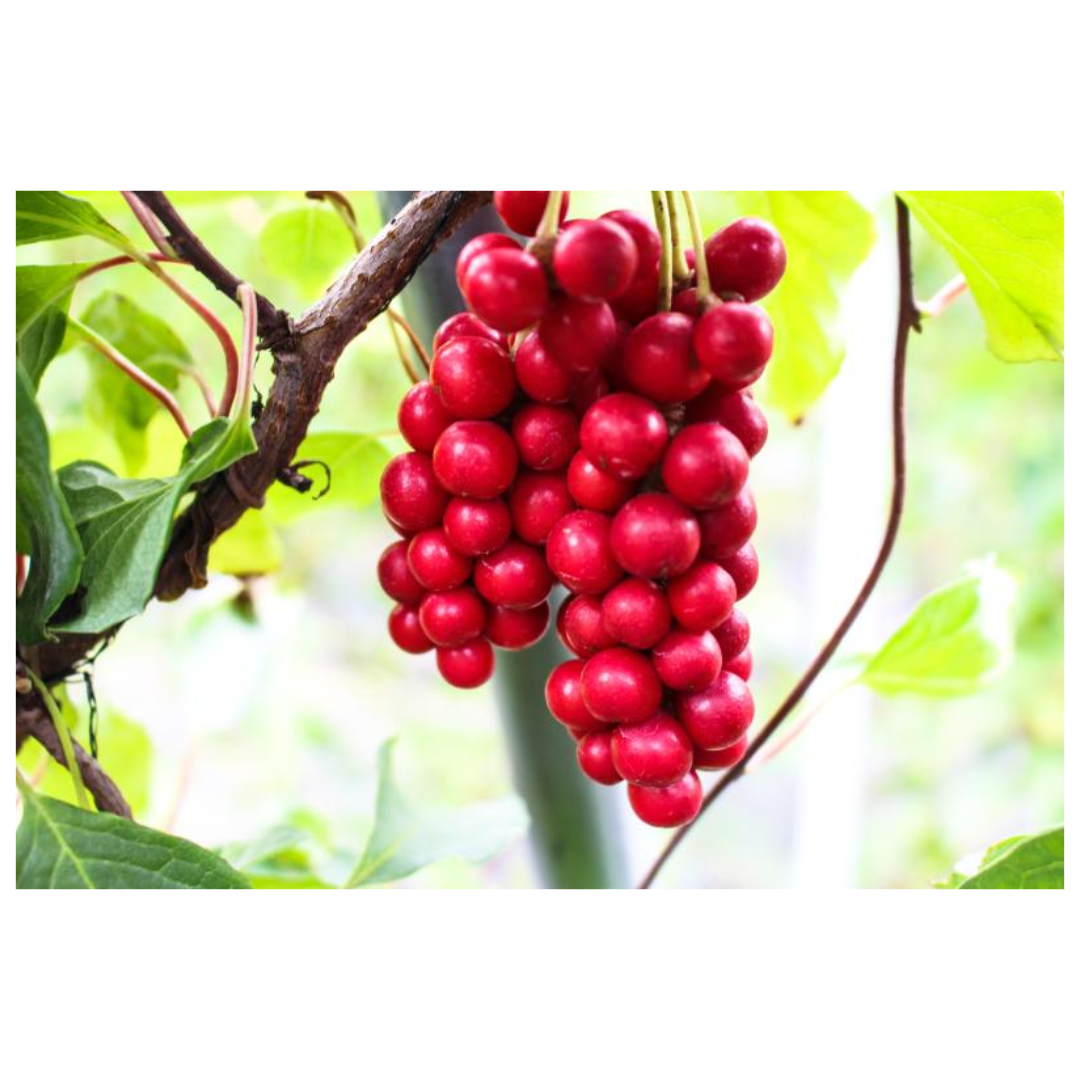 오미자와 관련된 사진입니다.