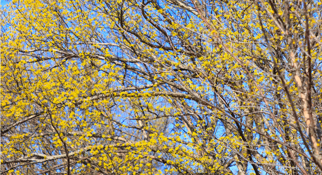 구례 산수유꽃 축제